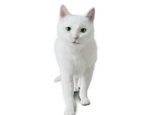 Feu Vert